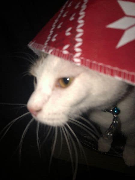 有喜寵物同樂會