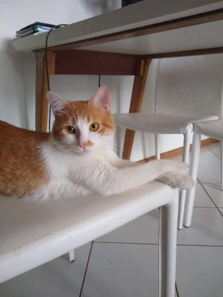 杜莉德寵物有限公司