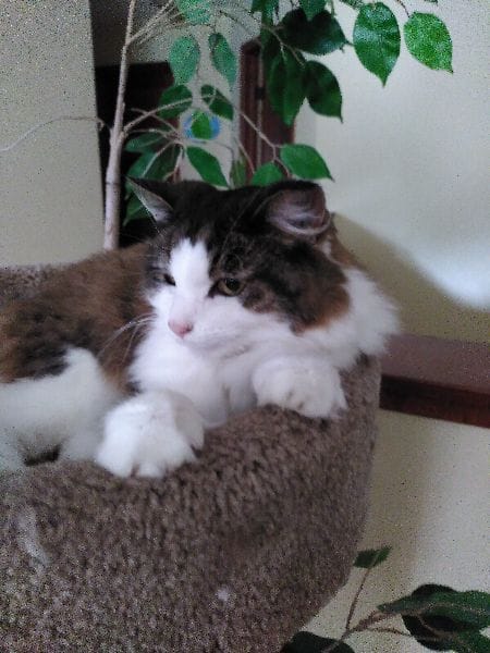 東森寵物雲股份有限公司左營左大分公司