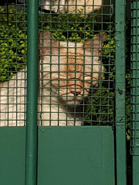 東森寵物雲股份有限公司彰化中正分公司