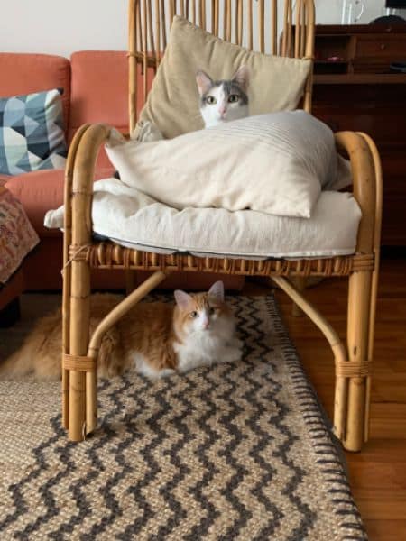 東森寵物雲股份有限公司花蓮自強分公司