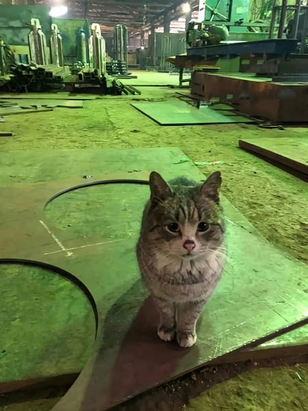 毛孩子幼犬寵物店