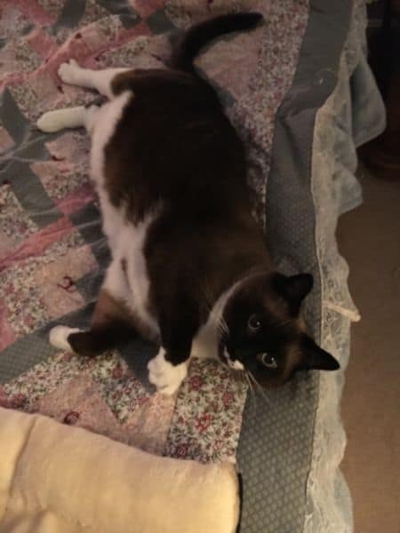 波妞寵物美容工作室