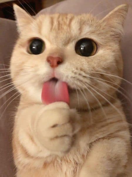 波比寵物專科醫院