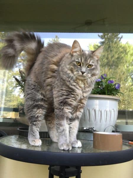 渥芙寵物生活館