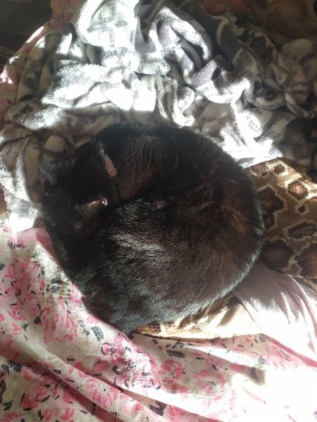 狗狗打呼寵物旅館