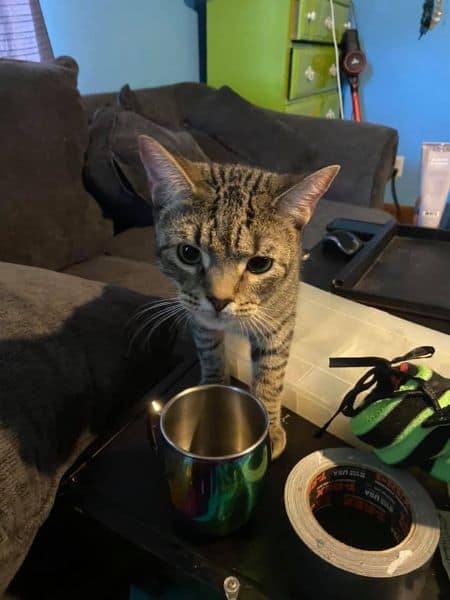 狗狗餵寵物服務