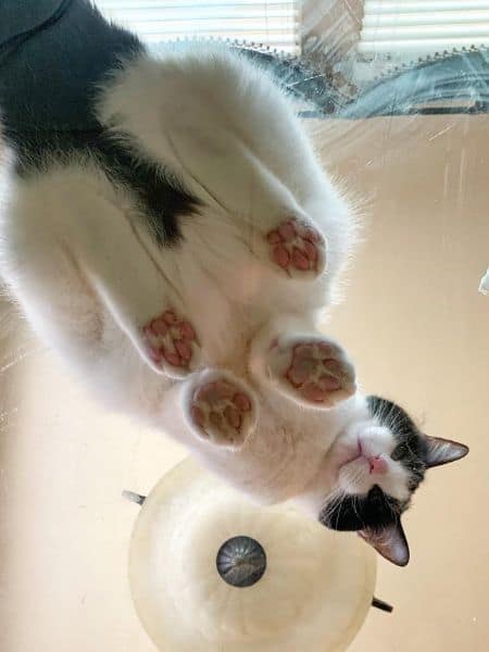 狗王之家寵物美容生活館