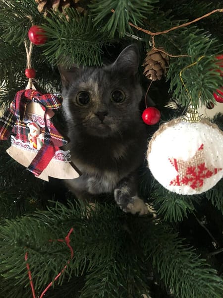 美寵寵物專業美容