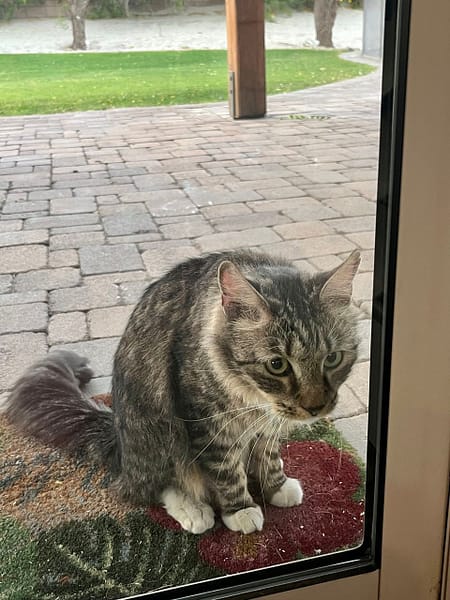 萬達寵物事業股份有限公司-嘉義吳鳳分公司