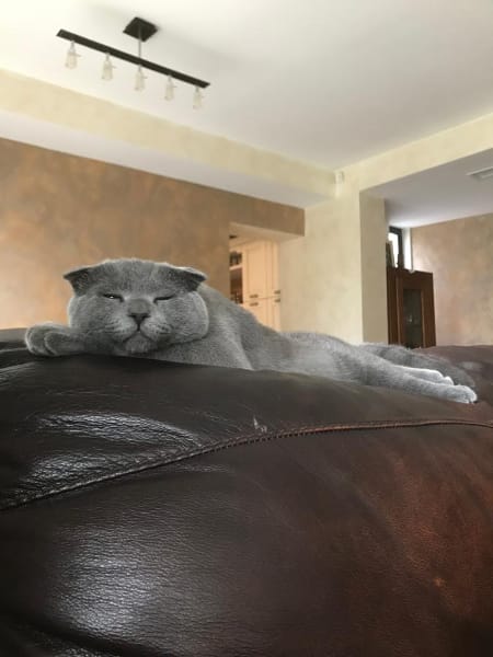 豆哥寵物美容屋