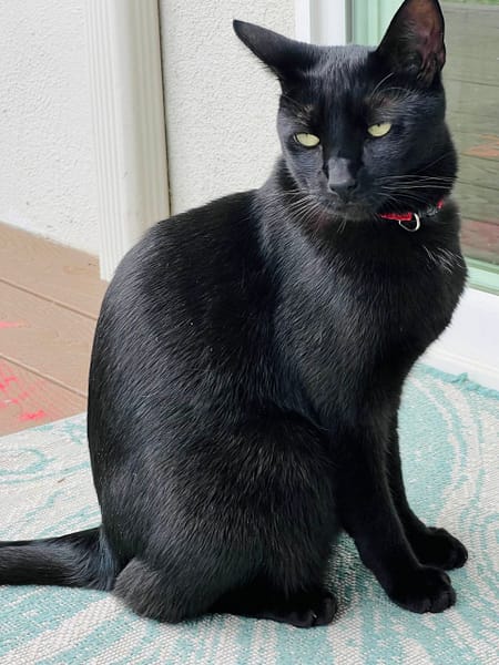 金喵藏精品貓舍