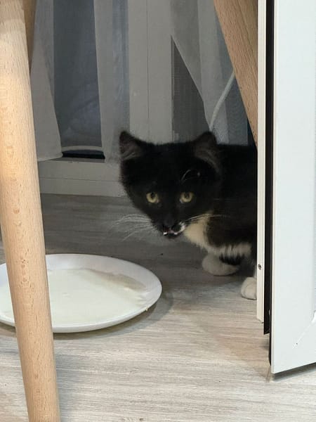 雅頓愛犬寵物沙龍