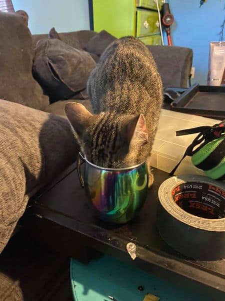 顧寶寶寵物用品店