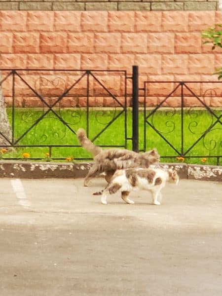 黑尾家寵物美容旅館