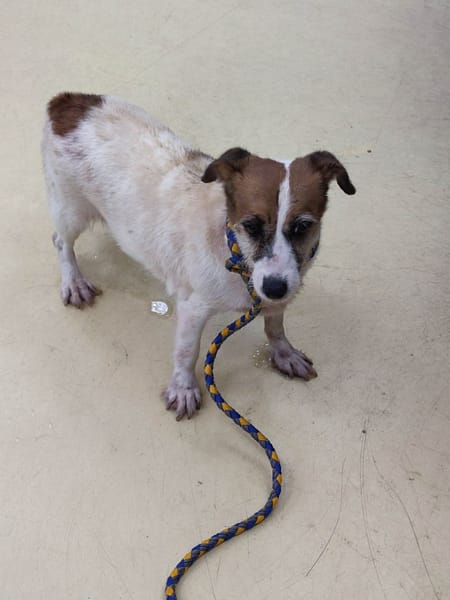 【待認養】傑克羅素梗 狗 (女生) - 新北市中和區公立動物之家