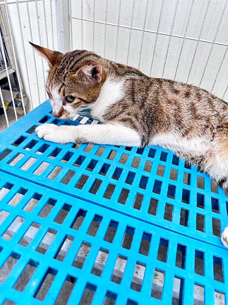 【待認養】混種貓 貓 (男生) - 苗栗縣動物保護教育園區