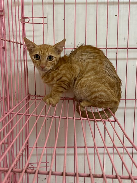 【待認養】混種貓 貓 (男生) - 彰化縣流浪狗中途之家