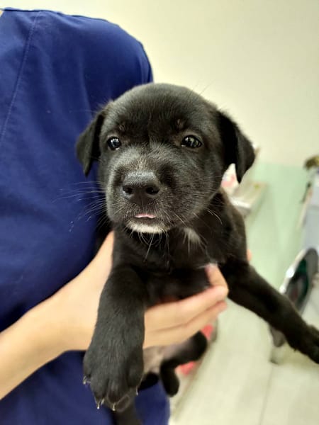【待認養】混種犬 狗 (女生) - 金門縣動物收容中心