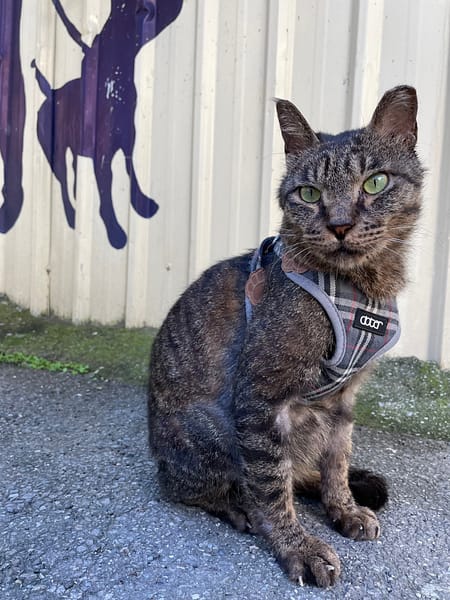 【待認養】混種貓 貓 (男生) - 新北市八里區公立動物之家