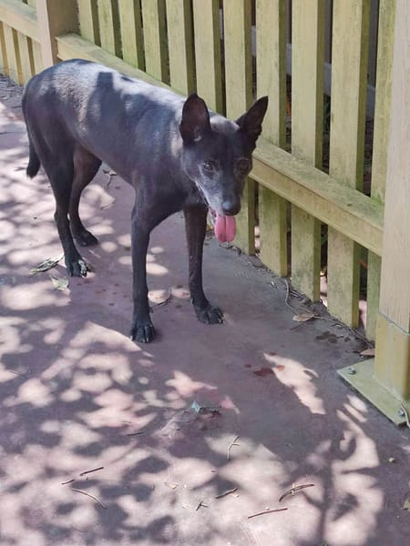 【待認養】混種犬 狗 (女生) - 新北市中和區公立動物之家