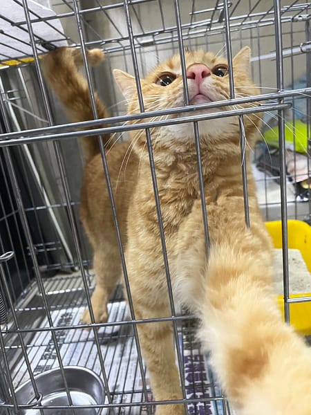 【待認養】混種貓 貓 (男生) - 新北市新店區公立動物之家