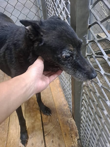 【待認養】混種犬 狗 (女生) - 屏東縣公立犬貓中途之家