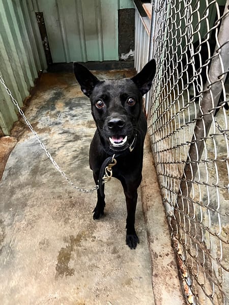 【待認養】混種犬 狗 (男生) - 新北市三芝區公立動物之家