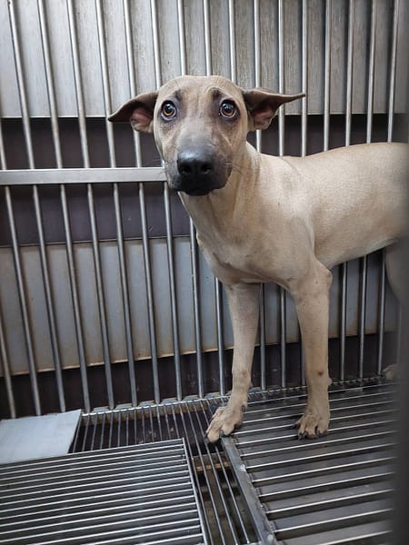 【待認養】混種犬 狗 (女生) - 新北市五股區公立動物之家