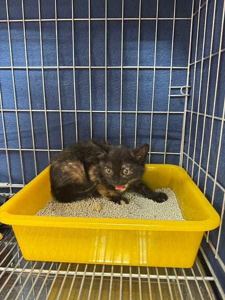 【待認養】混種貓 貓 (女生) - 新北市八里區公立動物之家