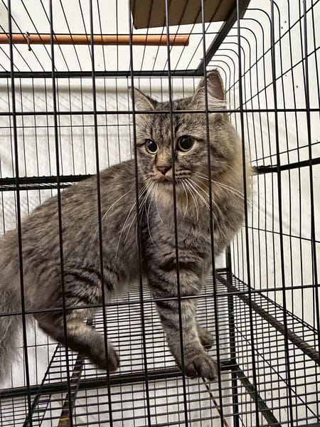 【待認養】非標準型曼赤肯(長腿) 貓 (男生) - 基隆市寵物銀行