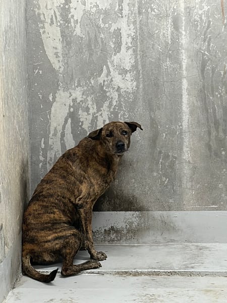 【待認養】混種犬 狗 (未知) - 基隆市寵物銀行