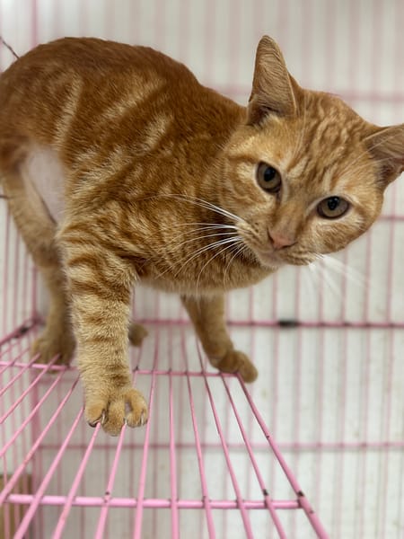 【待認養】混種貓 貓 (男生) - 苗栗縣動物保護教育園區