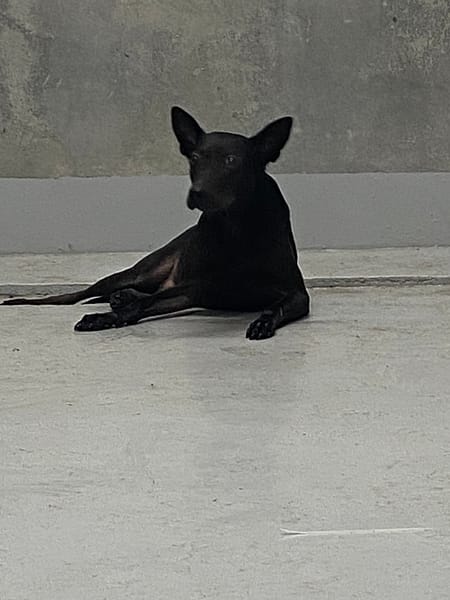 【待認養】混種犬 狗 (男生) - 基隆市寵物銀行