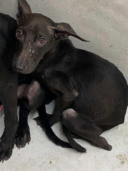 【待認養】混種犬 狗 (男生) - 基隆市寵物銀行