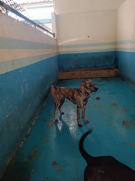 【待認養】混種犬 狗 (女生) - 苗栗縣動物保護教育園區