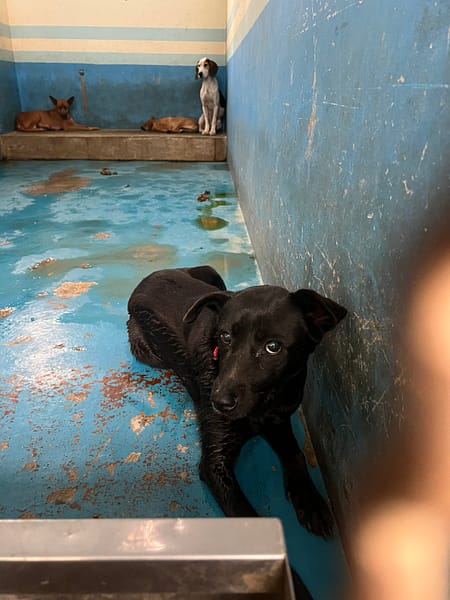 【待認養】混種犬 狗 (女生) - 苗栗縣動物保護教育園區