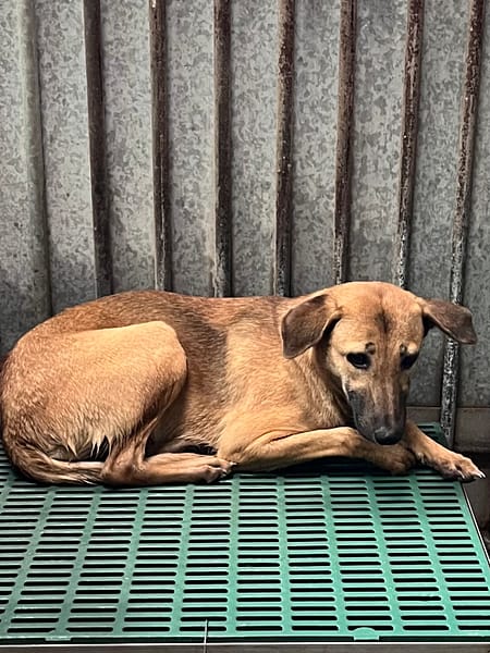 【待認養】混種犬 狗 (女生) - 彰化縣流浪狗中途之家