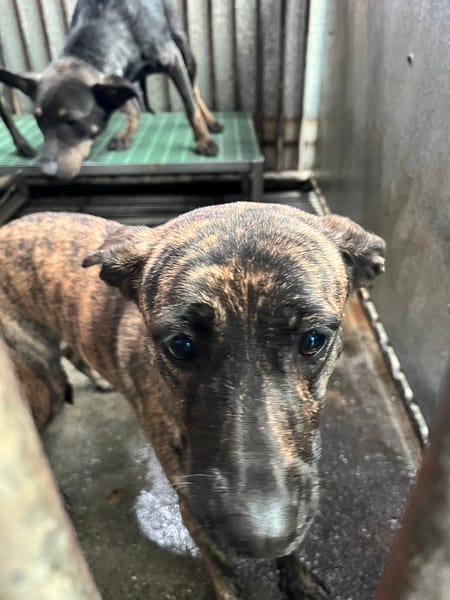 【待認養】混種犬 狗 (女生) - 彰化縣流浪狗中途之家