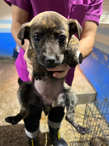 【待認養】混種犬 狗 (女生) - 苗栗縣動物保護教育園區