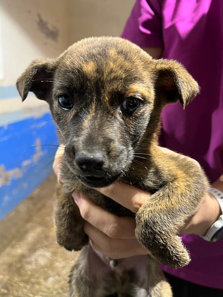 【待認養】混種犬 狗 (男生) - 苗栗縣動物保護教育園區