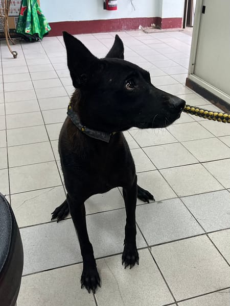 【待認養】混種犬 狗 (女生) - 彰化縣流浪狗中途之家