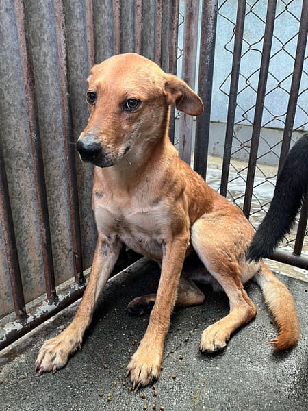 【待認養】混種犬 狗 (男生) - 彰化縣流浪狗中途之家