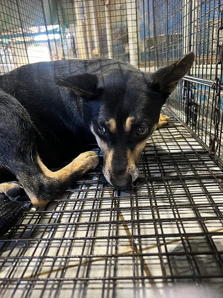 【待認養】混種犬 狗 (女生) - 苗栗縣動物保護教育園區