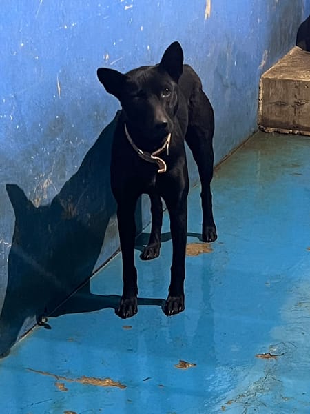 【待認養】混種犬 狗 (女生) - 苗栗縣動物保護教育園區