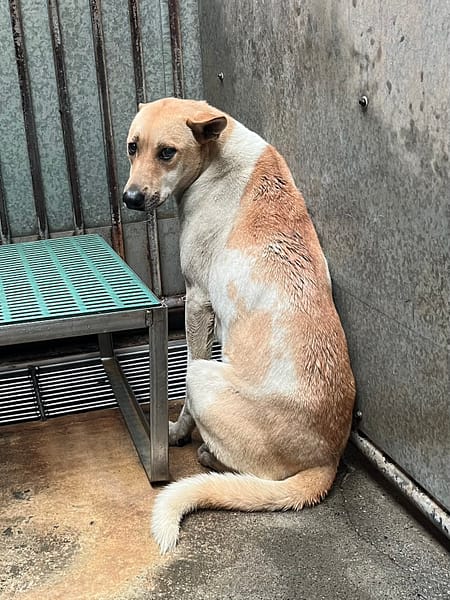 【待認養】混種犬 狗 (女生) - 彰化縣流浪狗中途之家