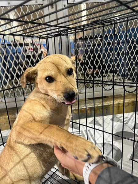 【待認養】混種犬 狗 (女生) - 苗栗縣動物保護教育園區