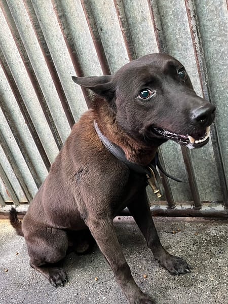 【待認養】混種犬 狗 (男生) - 彰化縣流浪狗中途之家
