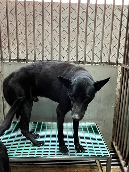 【待認養】混種犬 狗 (男生) - 彰化縣流浪狗中途之家