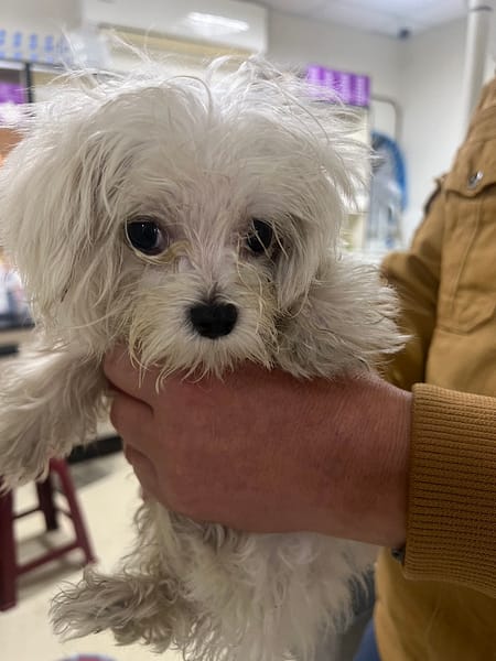 【待認養】瑪爾濟斯犬 狗 (男生) - 苗栗縣動物保護教育園區